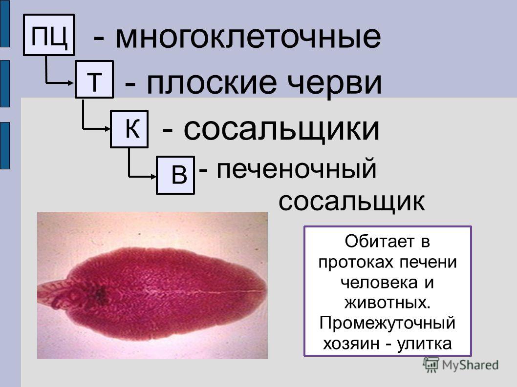 Кракен ссылка официальная на тор